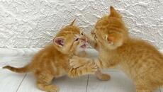 Kittens fighting - mother cat punishes her kittens - Videoclip.bg