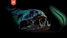 ТОП 25 – Най-ужасяващите и най-странните морски създания на Земята! - Videoclip.bg