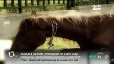 Съдбата на коня, припаднал от бой и глад 18.12.2014 - Videoclip.bg