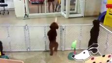 Сладко кученце танцува салса - Videoclip.bg