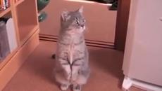 Танцуваща котка (ВИДЕО) - Videoclip.bg
