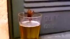 Вижте видео как огромна жадна хлебарка пие бира от чаша!!!Няма невъзможни неща! - Videoclip.bg