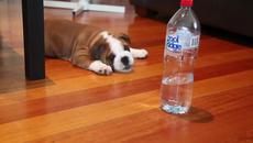 Хъмфри, безстрашното кученце и страшната бутилка с вода - Videoclip.bg