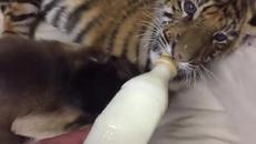 Невероятно приятелство - маймунка храни тигърче (ВИДЕО) - Videoclip.bg