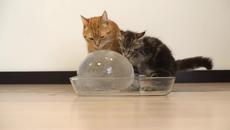 10 сладки котенца си играят с ледена топка и й се наслаждават - Videoclip.bg