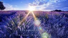 Ако някой ме обича  -  Стих Мария Донева - Videoclip.bg