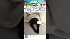 МЕМЫ ЕСТЬ МЕМЫ #приколы #юмор #лютыеприколы #котики #мемы #троллинг #shorts #мемасы - Videoclip.bg