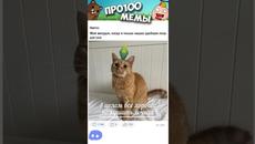 Мемы Приколы Лютые приколы Озвучка Коты #Shorts - Videoclip.bg