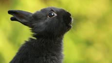 Честита Лунна нова година 2023 под знака на Черния воден заек - Videoclip.bg