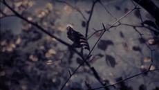 Камен Тодоров – „След листопада“ (поезия) - Videoclip.bg