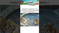 Мемы Приколы Лютые приколы Озвучка Коты #Shorts - Videoclip.bg