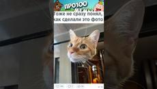 Мемы с Котами выпуск 689 - Videoclip.bg