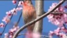 Пролетта идва с Нежна Музика !The Spring Symphony Music - Videoclip.bg