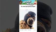 Мемы 2022 #Собаки - Videoclip.bg