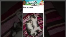 Мемы 2022 #Котики и #Кошки #Озвучка - Videoclip.bg