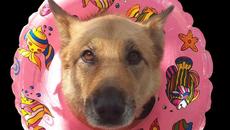 Lombardo - 2022 - Recept (Official Video) - Videoclip.bg