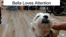 If You love Dogs, You Will Love This Yorkie #doglover #dog #cutedog #yorkie - Videoclip.bg