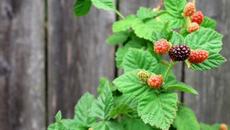 БРАЛА МОМА КЪПИНИ - Videoclip.bg