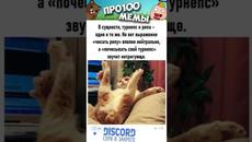 Мемы 2022 #Коты #Котики #Кошки #Анекдоты #мемы #мем #приколы - Videoclip.bg