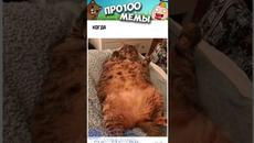 Мемы 2022 #коты #котики #кошки #анекдоты #приколы #мем #мемы #озвучка #прикол #short #юмор - Videoclip.bg