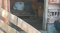 Какво има на село? - Videoclip.bg