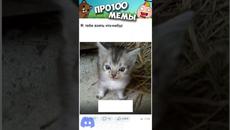 Мемы Приколы Лютые приколы Озвучка Коты #Shorts - Videoclip.bg