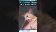 #приколы #мемы #мем - Videoclip.bg