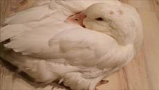 Duck's Mid Summer Routine! - Videoclip.bg