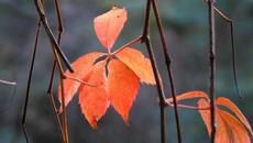 Валерий Ниминущий    -    Колыбельная Осени - Videoclip.bg