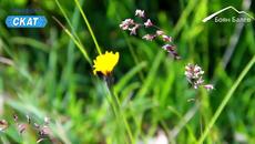 По пътеките на Рила - Videoclip.bg