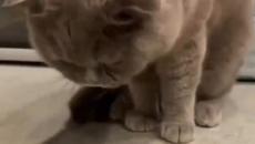 Katze frisst nicht mehr ... Wie wärs mit Shrimps? #shorts - Videoclip.bg