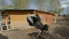 Цыганочка с выходом - Videoclip.bg