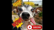 24| Best Of The 2022 Funny Animal Videos - Best Dogs And Cats Videos - Cutest Animals #24 - Videoclip.bg