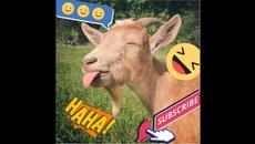 29| Best of the 2022 | Funny animal videos | Best dogs and cats videos |  Cutest animals #29 - Videoclip.bg