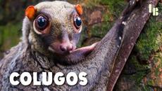 Is This Weird Animal Our Closest Relative? - Videoclip.bg