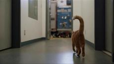 Девет котенца за Коледа The Nine Kittens of Christmas (2021)  Бг Аудио Част 1 - Videoclip.bg