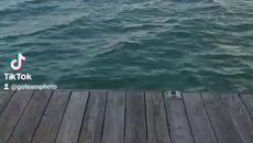 PIER PRESSURE by Joseph Whittington - Videoclip.bg