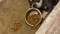 Adorable Dog Throws Tantrum Since he Didn't Like His Food - Videoclip.bg