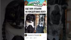 мем - Videoclip.bg