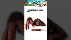 Мемы Приколы Лютые приколы Озвучка Коты Собаки #Shorts - Videoclip.bg