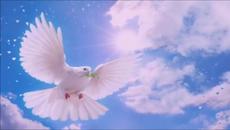 Pan flute  - Allelujah - Videoclip.bg