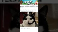 Мемы Приколы Лютые приколы Озвучка Коты #Shorts - Videoclip.bg