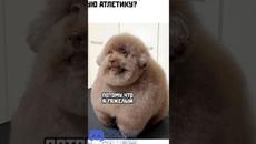 #приколы #мемы #мем #анекдоты #юмор #мемы #шутки #shorts - Videoclip.bg