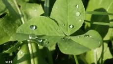 Честита Пролет  !- Песен за Пролетта – (Spring Song) - Videoclip.bg