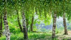 Геннадий Бейгин   -   Берёзы качались - Videoclip.bg