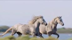 Dj.Daliver - Feel good - Videoclip.bg