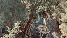 Инга Энгель  -  «Виноградная косточка» - Videoclip.bg