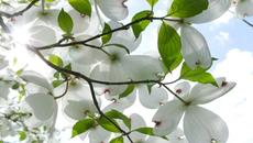 ♡ Магнолията - бялото цвете "чудо" ... (Richard Abel music) ♡ - Videoclip.bg