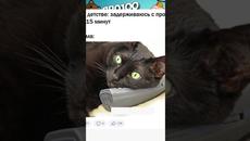 Мемы 2023 #приколы #мемы #мем #котики - Videoclip.bg