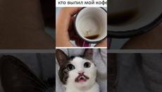 МЕМЫ ЕСТЬ МЕМЫ #приколы #юмор #котики #мемы #shorts - Videoclip.bg